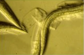 nematode